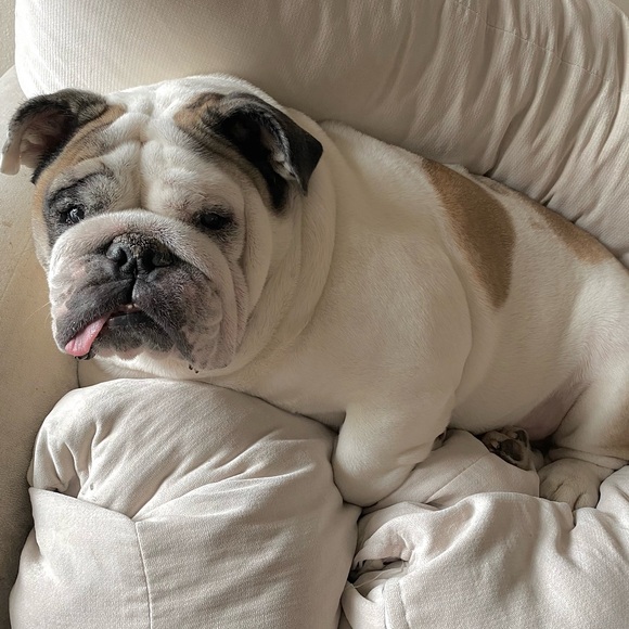 Meet your Posher, Nicole - Picture 1 of 1